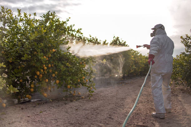 Best Emergency Pest Control  in Ketchum, ID