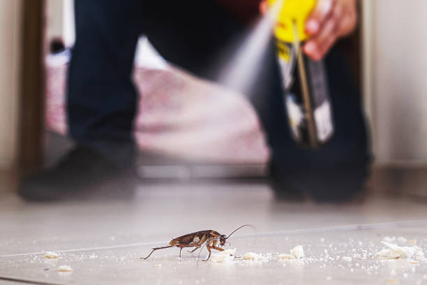 Best Spider Control Near Me  in Ketchum, ID